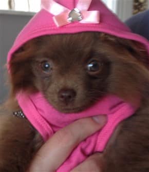 brown-pom-puppy